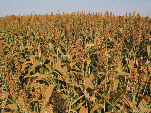 SORGO photo