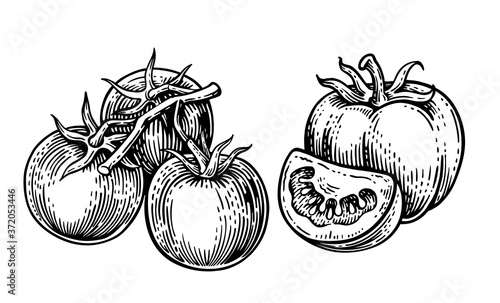 tomatoes on a white background in vintage 