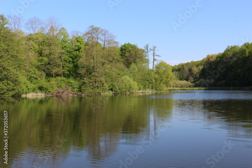  Green trees are reflected in the water of a forest lake on a sunny summer day