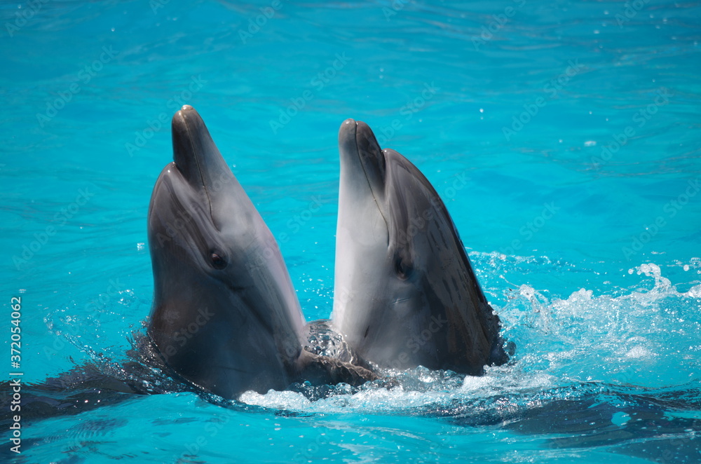 Fototapeta premium pair of dolphins