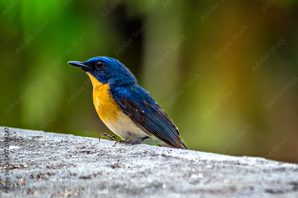 Colorful, isolated, young Indian blue robin sitting on a wall of the building. Colorful, isolated, young Indian blue robin sitting on a wall of the building.