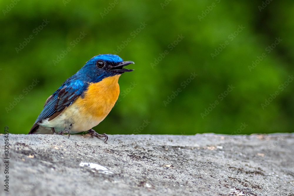 Colorful, isolated, young Indian blue robin sitting on a wall of the building. Colorful, isolated, young Indian blue robin sitting on a wall of the building.