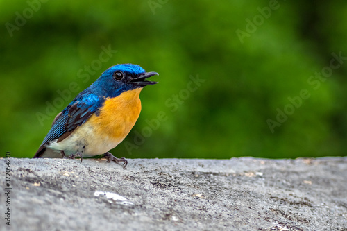 Colorful, isolated, young Indian blue robin sitting on a wall of the building.