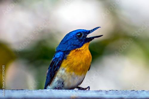 Colorful, isolated, young Indian blue robin sitting on a wall of the building.