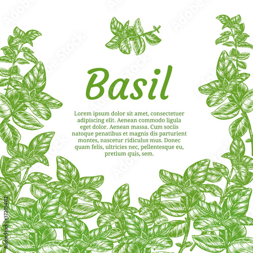 Sprig of basil. Design template. Vector illustration. Retro style.
