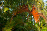 A palm tree with one rust colored frond, Kauai, Hawaii