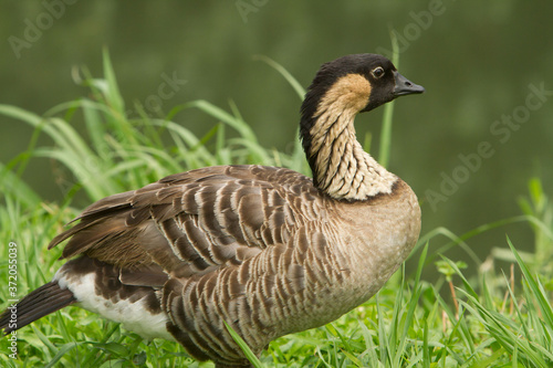 A juvinal nene.  The nene (Branta sandvicensis), also known as nēnē and Hawaiian goose, is endemic to the Hawaiian Islands and the official bird of the state of Hawaii