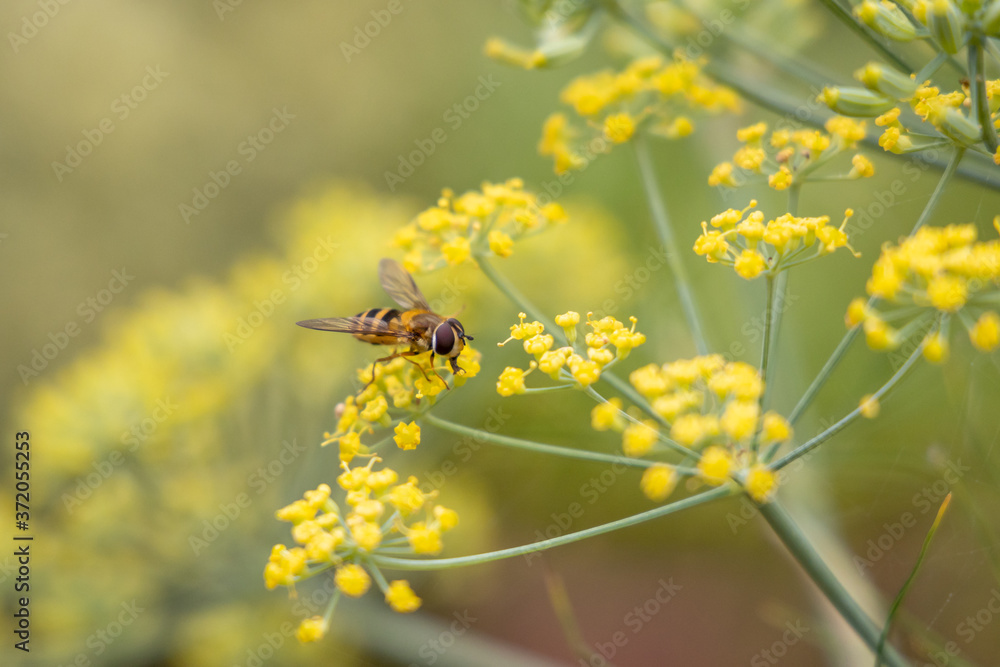 Hoverfly on a Yellow Fennel Flower in Summer Hoverfly on a Yellow Fennel Flower in Summer
