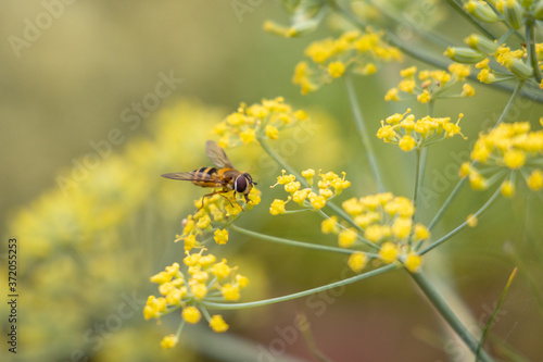 Hoverfly on a Yellow Fennel Flower in Summer