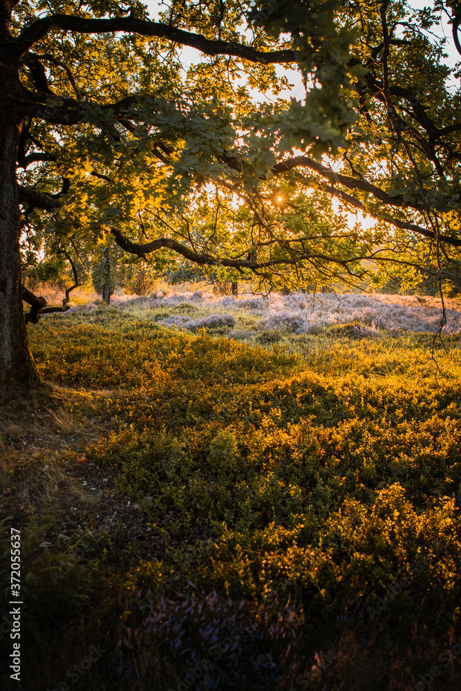 Trees in a countryside nature on a blossom heath meadow with golden colorful sunset summer light. Tree silhoulettes in the low sunlight. 