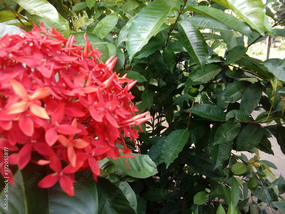 Cielo ,nubes, flores tropicales
