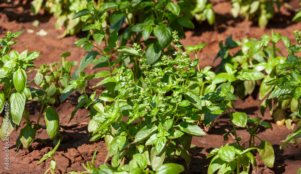 basil field basil field