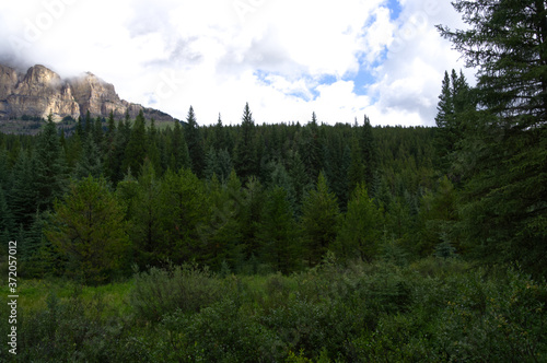 Wallpaper Mural Forest at Castle Mountain Torontodigital.ca