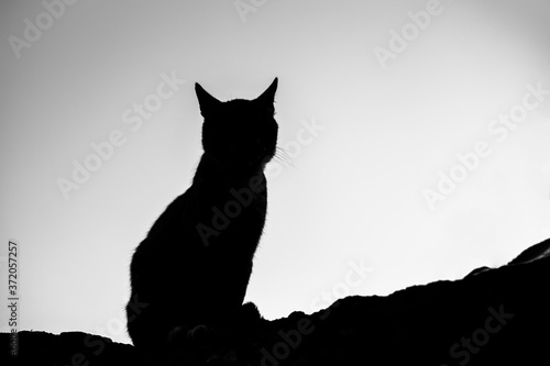 Silhouette of a cat sitting on a stone surface against the background of the sky. Black and white photo.
