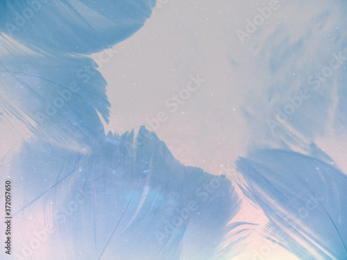 Beautiful abstract colorful white and blue feathers on white background and soft purple feather texture on blue pattern and blue background, feather background, blue banners