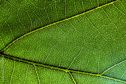 Vascular Tissue in a Leaf photo