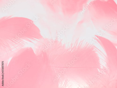 Beautiful abstract gray and pink feathers on white background, white feather frame texture on pink pattern and pink background, feather, pink banners © Weerayuth