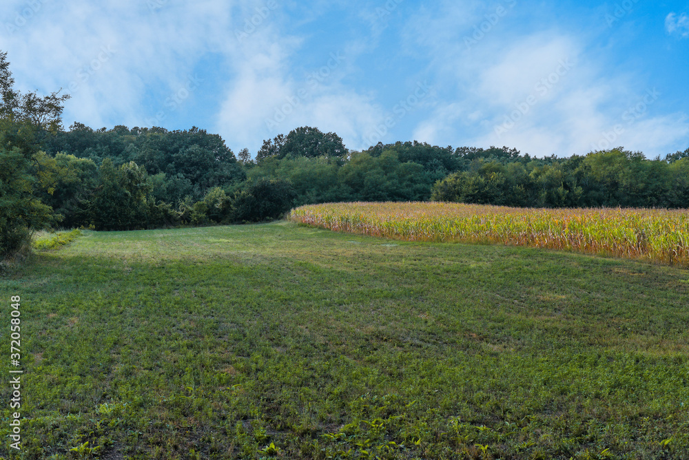 Fototapeta premium Green forest with blue sky and part of argriculture grass and corn field close