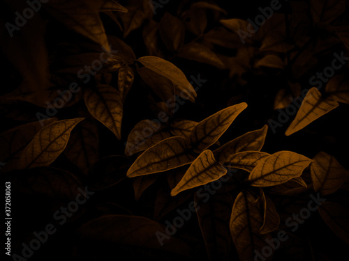 Beautiful abstract color brown and yellow flowers on dark background and orange flower frame and brown leaves texture  brown background  orange and gold love banner  orange isolated background 