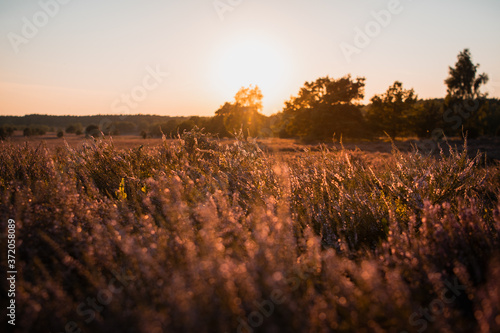 Coloful orange landscape with trees and grass fields in the countryside and beautiful summer sunset light. L  neburger Heide  L  neburg Heath in Lower Saxony  Germany