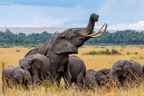 Canvas Print Elephants taking a mud bath in the rain in Masai Mara National Reserve in Kenya