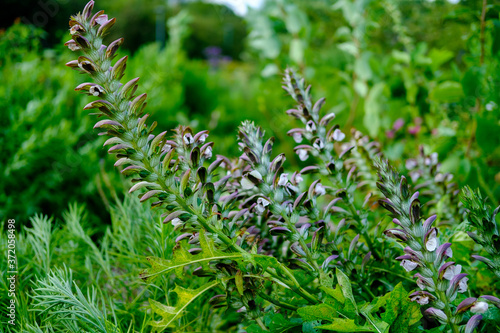 Beautiful tall plants in green vegetation.