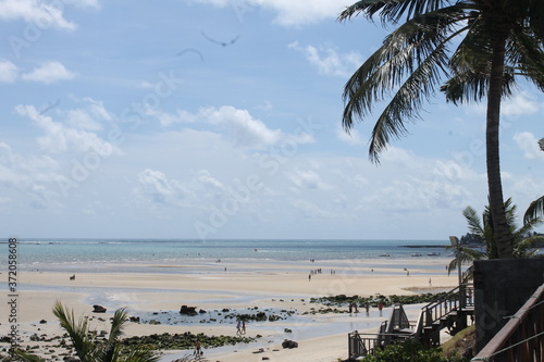 palm trees on the beach