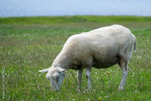 Sheep grazing in the summer time.