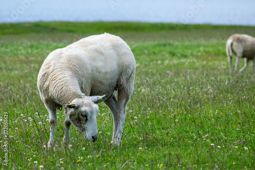 Sheep grazing in the summer time.