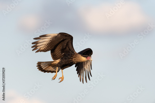 Gavião carcará (Caracara plancus) voando photo