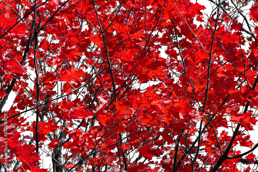 Red tree leaves on black branches contrast against the white sky background Red tree leaves on black branches contrast against the white sky background