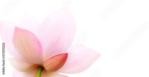 Fototapeta Naklejka Na Ścianę i Meble -  Closeup on lotus petal, Selective focus Lotus flower on white background. Shallow Dof.