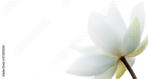 Closeup on lotus petal, Selective focus Lotus white flower on white background. Shallow Dof.