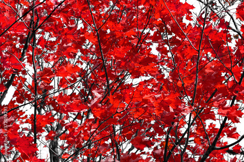 Red tree leaves on black branches contrast against the white sky background