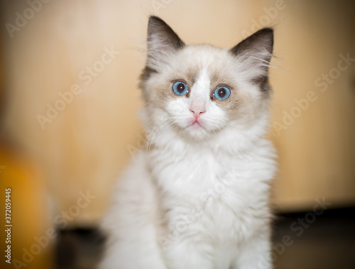 two month old Ragdoll kitten at home © Peredniankina