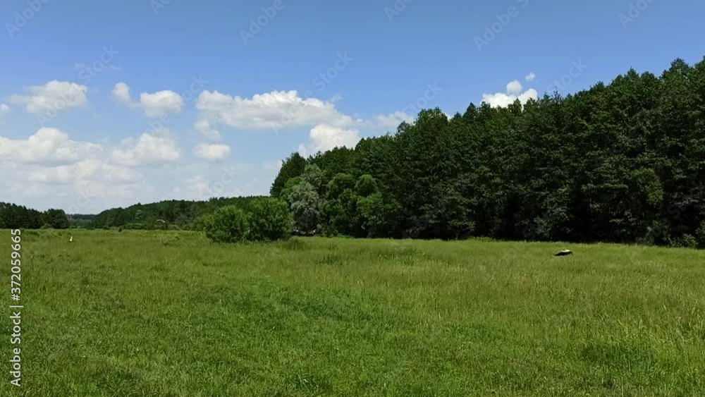 Gathering of storks in the field near the forest. Summer landscape with birds and forest. Several white storks are walking on the green grass. Birds live near the forest Gathering of storks in the field near the forest. Summer landscape with birds and forest. Several white storks are walking on the green grass. Birds live near the forest