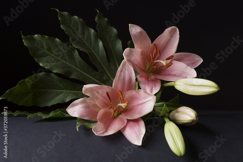 Background with pink lily flower, Lilium bulbiferum 