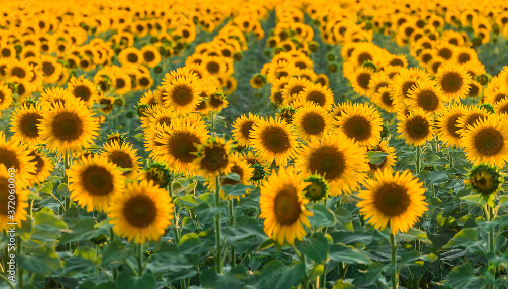 Beautiful agricultutal field of blooming yellow flowers of sunflower. Summer agricultural background. Source of sunflower cooking oil Beautiful agricultutal field of blooming yellow flowers of sunflower. Summer agricultural background. Source of sunflower cooking oil