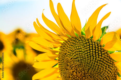 Close up of big beautiful yellow flower of sunflower on the agricultural field.