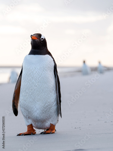 Gentoo penguin on the sand beach