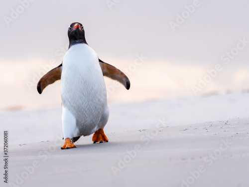 Gentoo penguin walking towards the camera on the sand beach