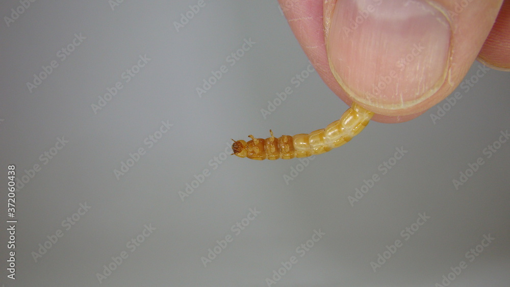 Hand holding a mealworm . mealworm superworm larva on white