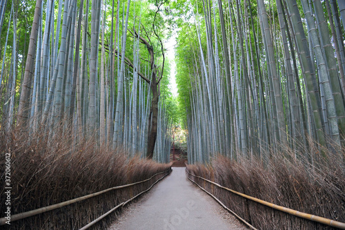 Wonderful huge bamboo trunks soar up in the fantastic bamboo forest of Arashiyama.