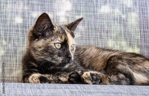 Beautiful kitten of black and orange color