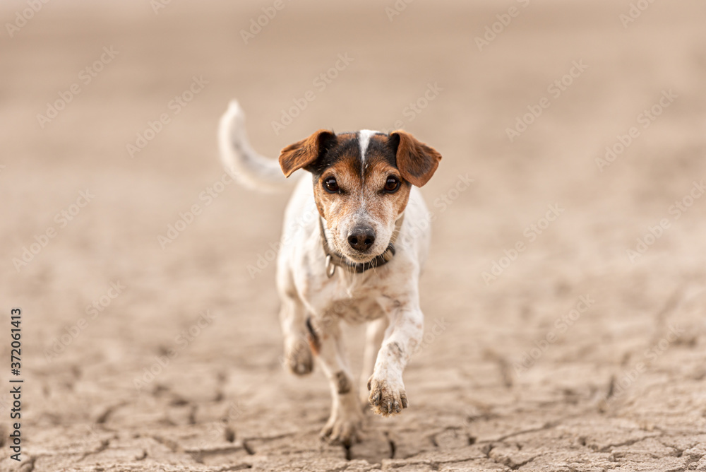 Small cute dog running on dry sandy ground and have fun. Jack Russell Terriers 12 years young