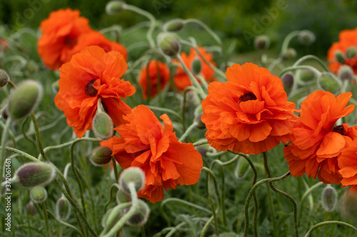 Field of poppies on a sunset.