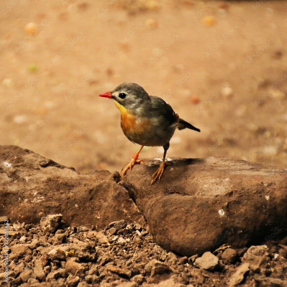 Obraz premium A Thrush on the ground