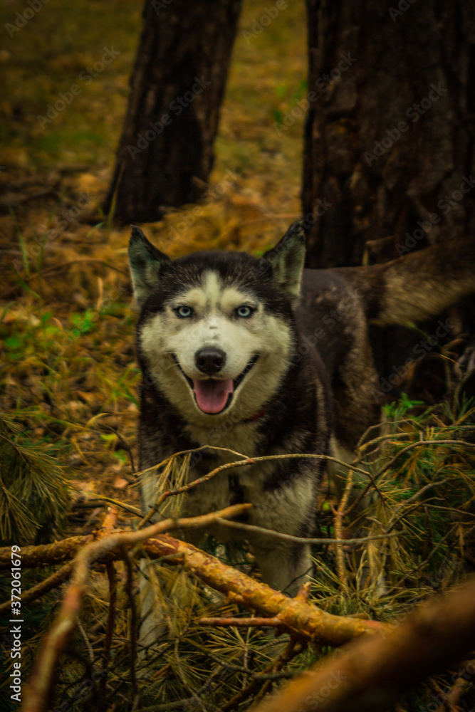 Obraz premium dogs of the Siberian husky breed living in the forest in Russia