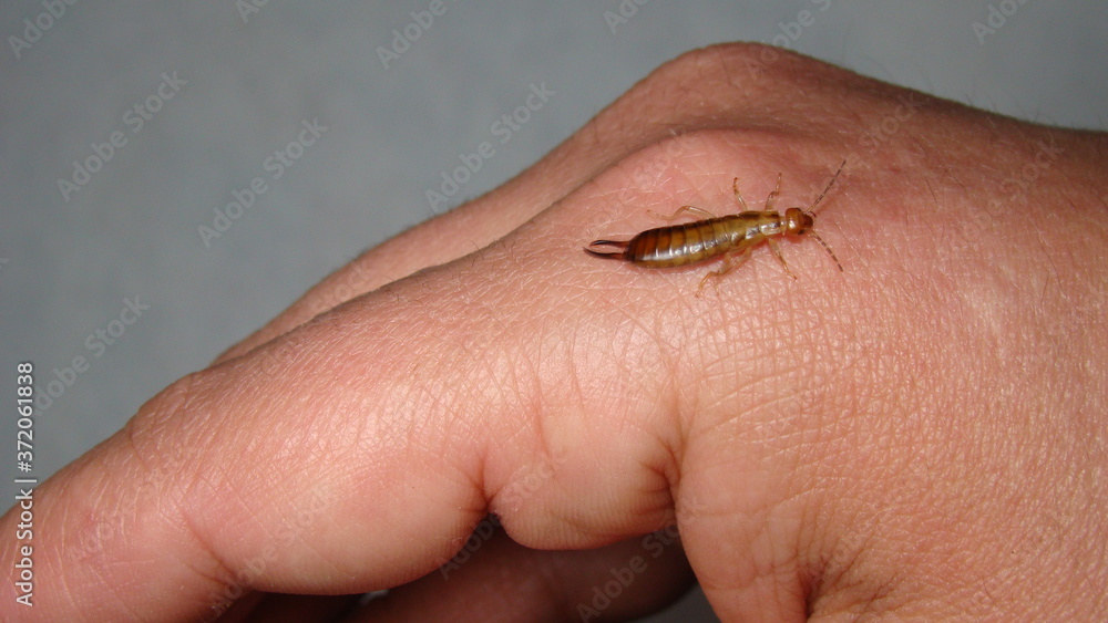 Obraz premium Earwig on the finger on white background. Earwigs will use their pincers to defend themselves. close up of earwigs. closeup earwigs . animals, animal, bugs, bug, insects, insect, wildlife, wild nature