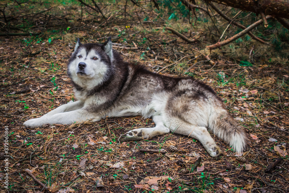 dogs of the Siberian husky breed living in the forest in Russia dogs of the Siberian husky breed living in the forest in Russia